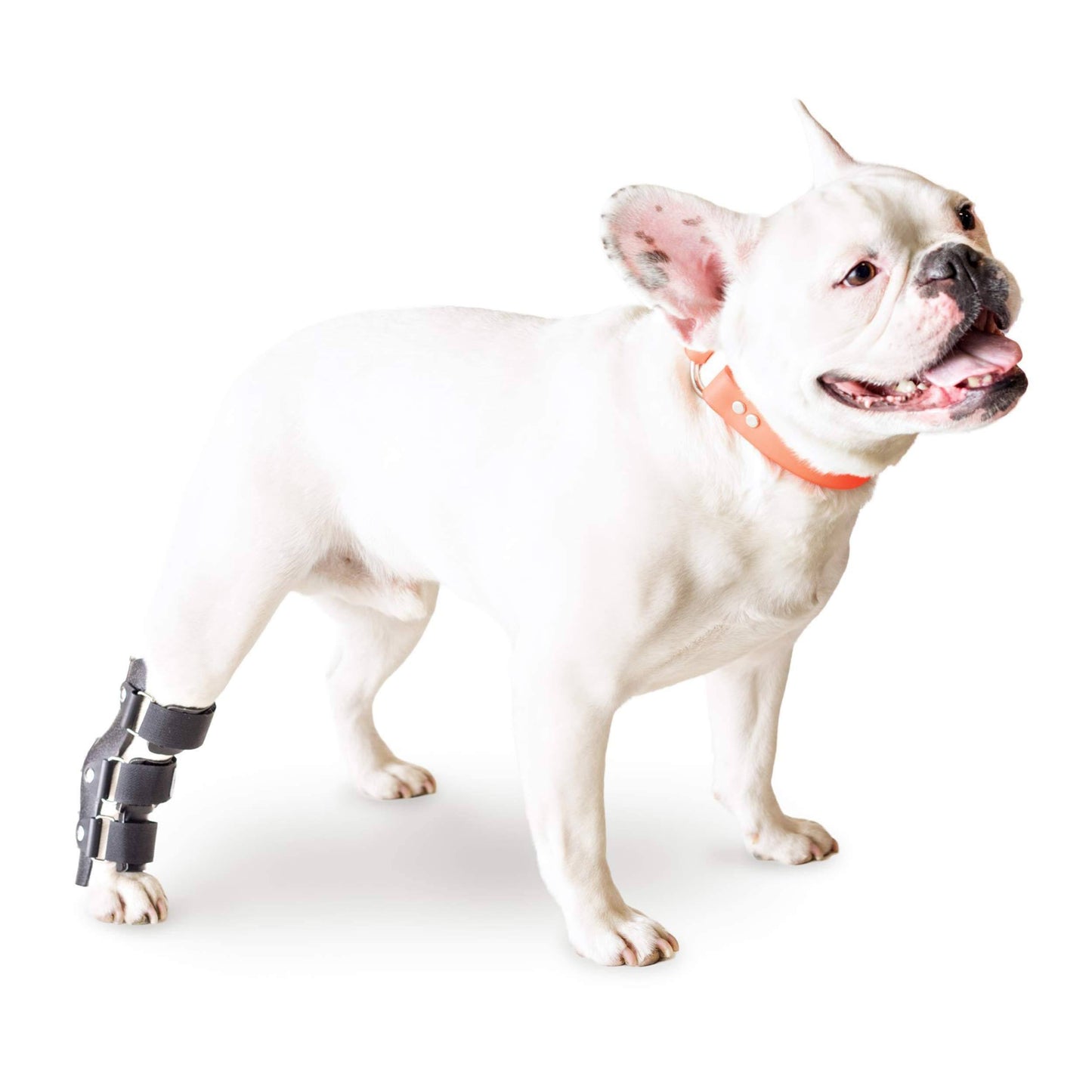 Hock Style Rear Leg Dog Splint, X-Small