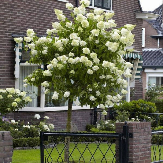 Hydrangea Tree, Size: 4月5日 Ft. -