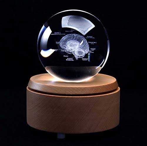 Human Brain With Labels Anatomical Model Paperweight(Laser Etched) In Crystal Glass Ball Science Gift (Included Led Base)